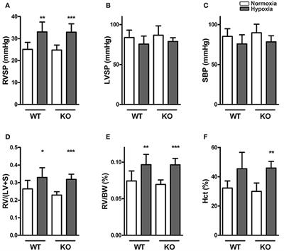 Lack of ABCG2 Leads to Biventricular Dysfunction and Remodeling in Response to Hypoxia